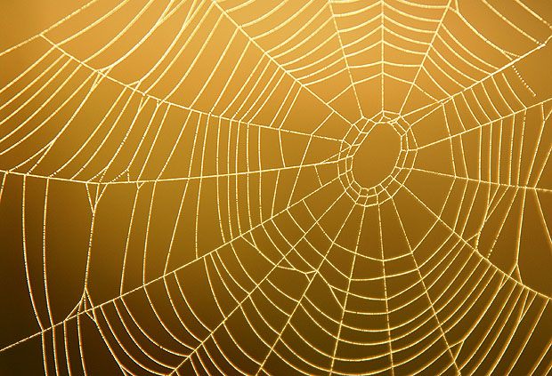 Spider Web #1