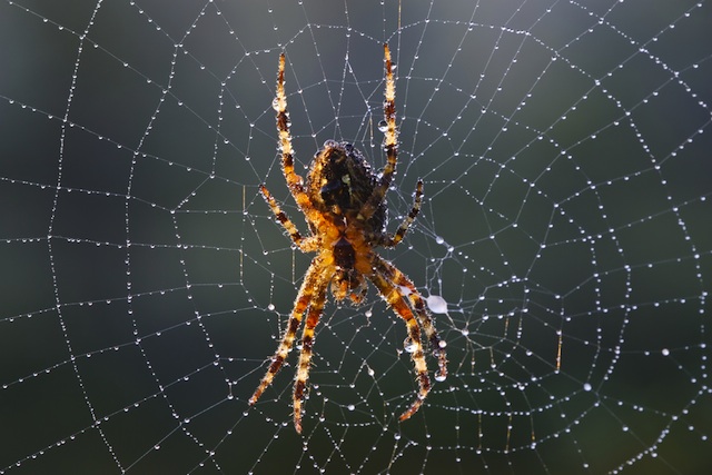Spider Web #9