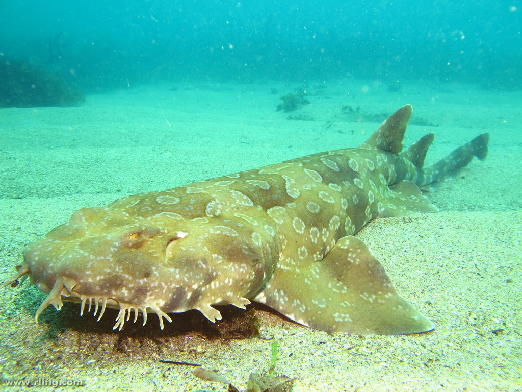 Nice wallpapers Spotted Wobbegong Shark 1024x768px