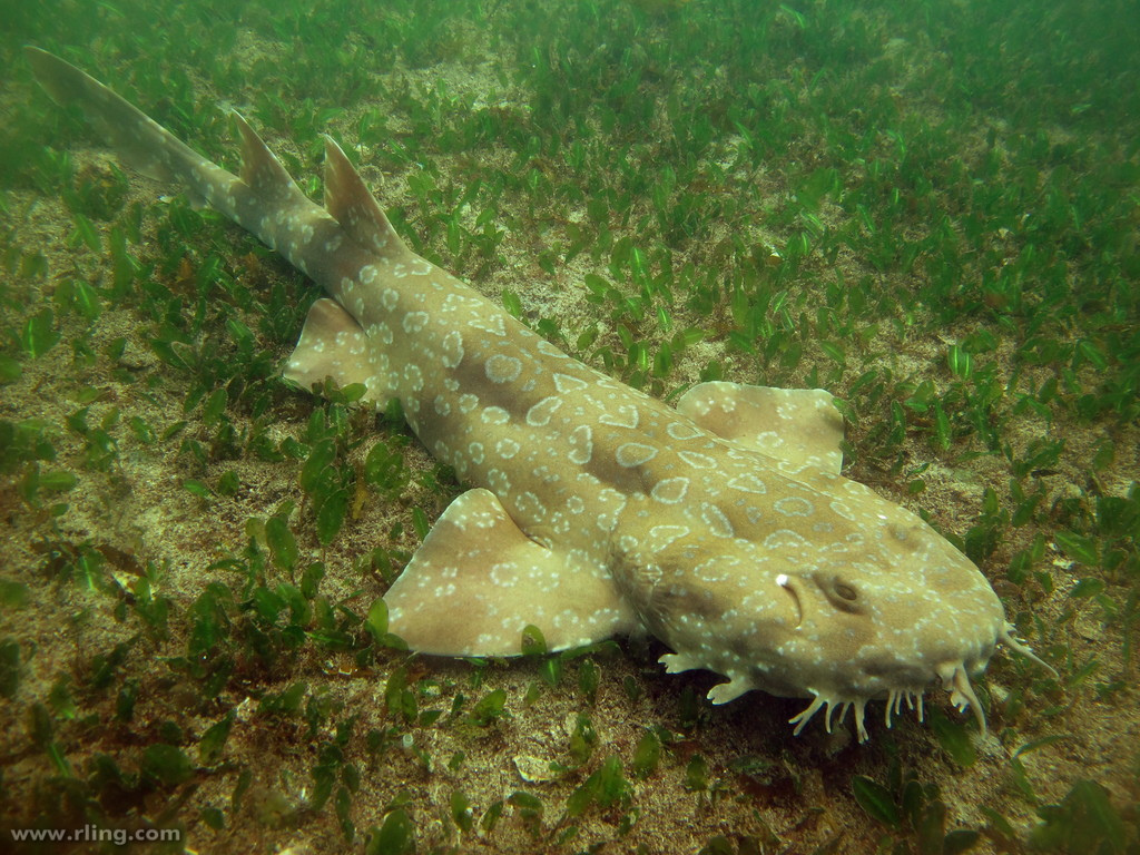 Images of Spotted Wobbegong Shark | 1024x768