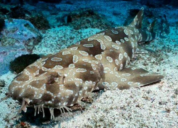 Spotted Wobbegong Shark High Quality Background on Wallpapers Vista