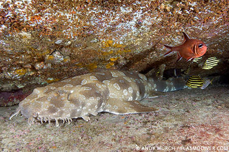 Spotted Wobbegong Shark Backgrounds, Compatible - PC, Mobile, Gadgets| 450x299 px