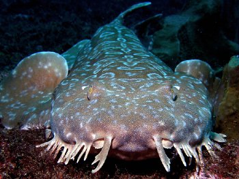 HD Quality Wallpaper | Collection: Animal, 350x262 Spotted Wobbegong Shark