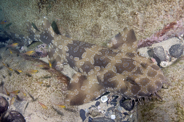 600x399 > Spotted Wobbegong Shark Wallpapers