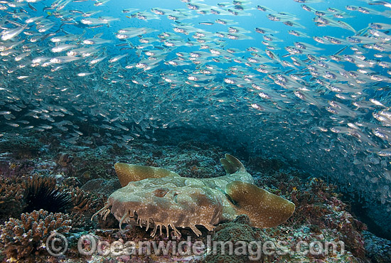 Spotted Wobbegong Shark Backgrounds, Compatible - PC, Mobile, Gadgets| 550x370 px