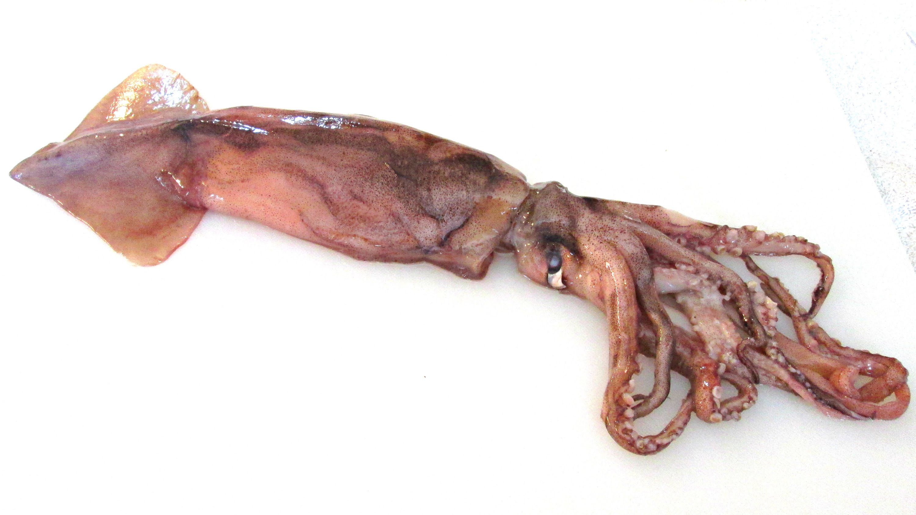 Squid #8