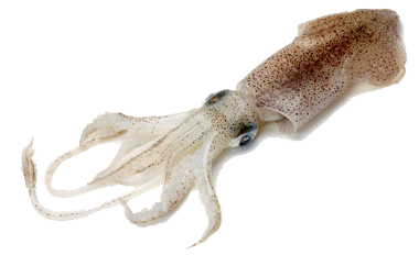 Nice wallpapers Squid 380x232px
