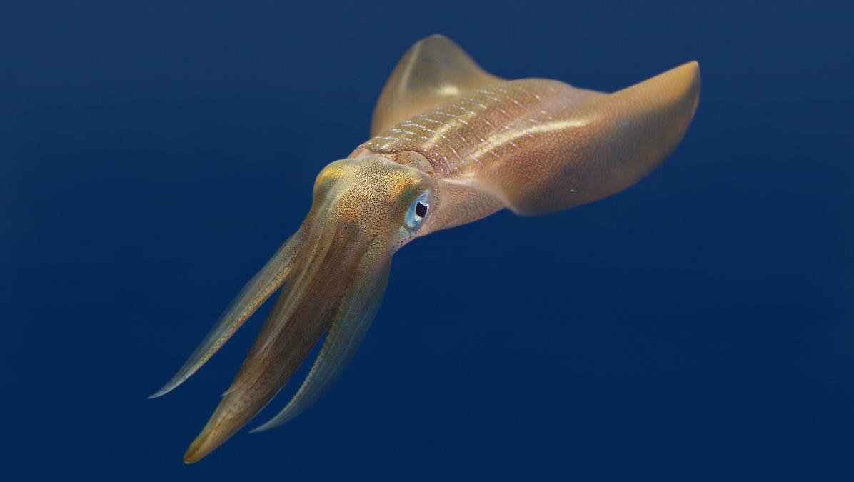 Nice wallpapers Squid 1196x675px