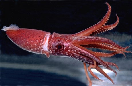 Squid Pics, Animal Collection