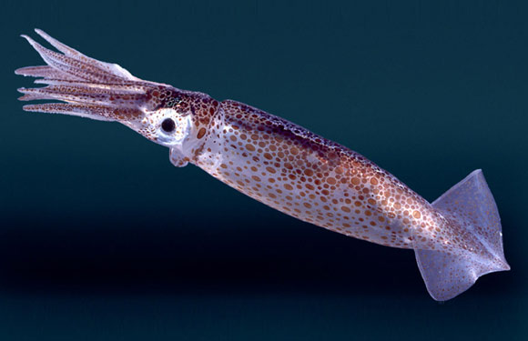Squid High Quality Background on Wallpapers Vista