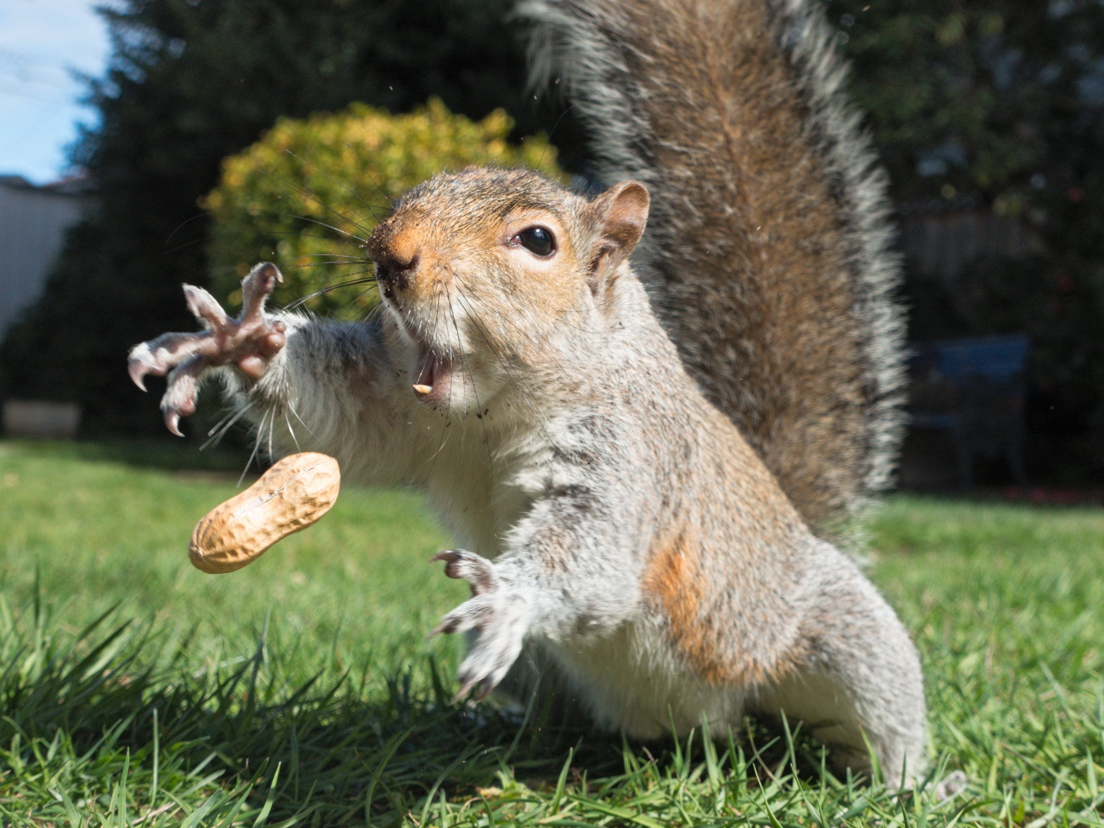 Squirrel Pics, Animal Collection