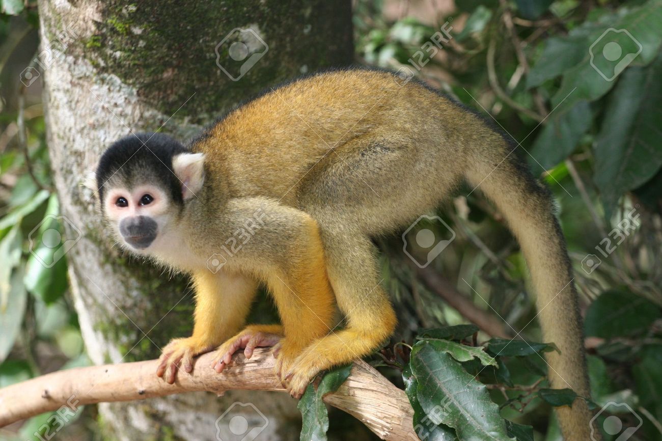 Amazing Squirrel Monkey Pictures & Backgrounds