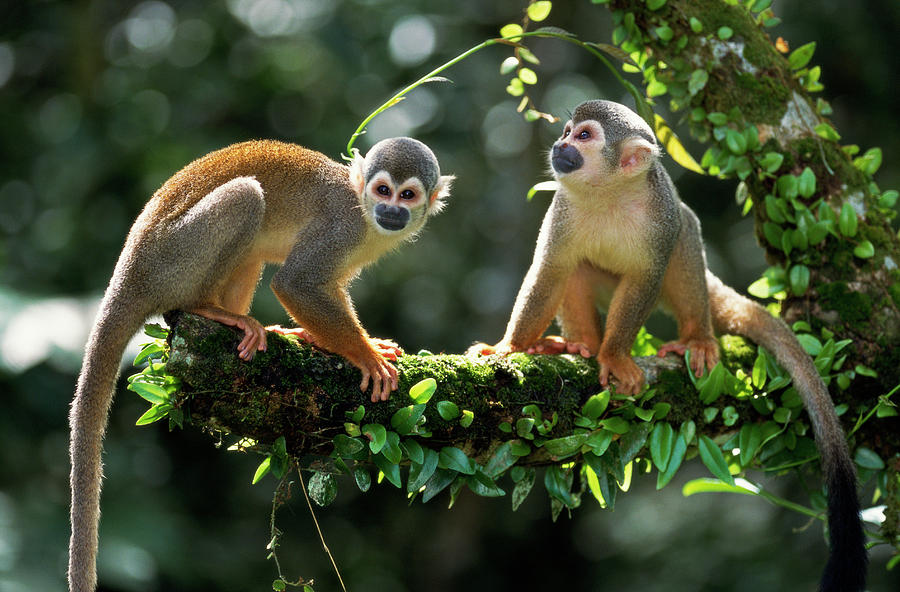 Nice wallpapers Squirrel Monkey 900x592px