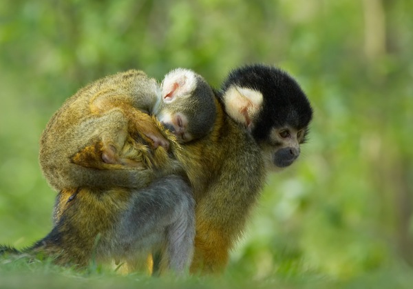 Nice Images Collection: Squirrel Monkey Desktop Wallpapers