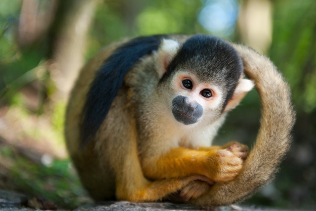 Squirrel Monkey Backgrounds on Wallpapers Vista