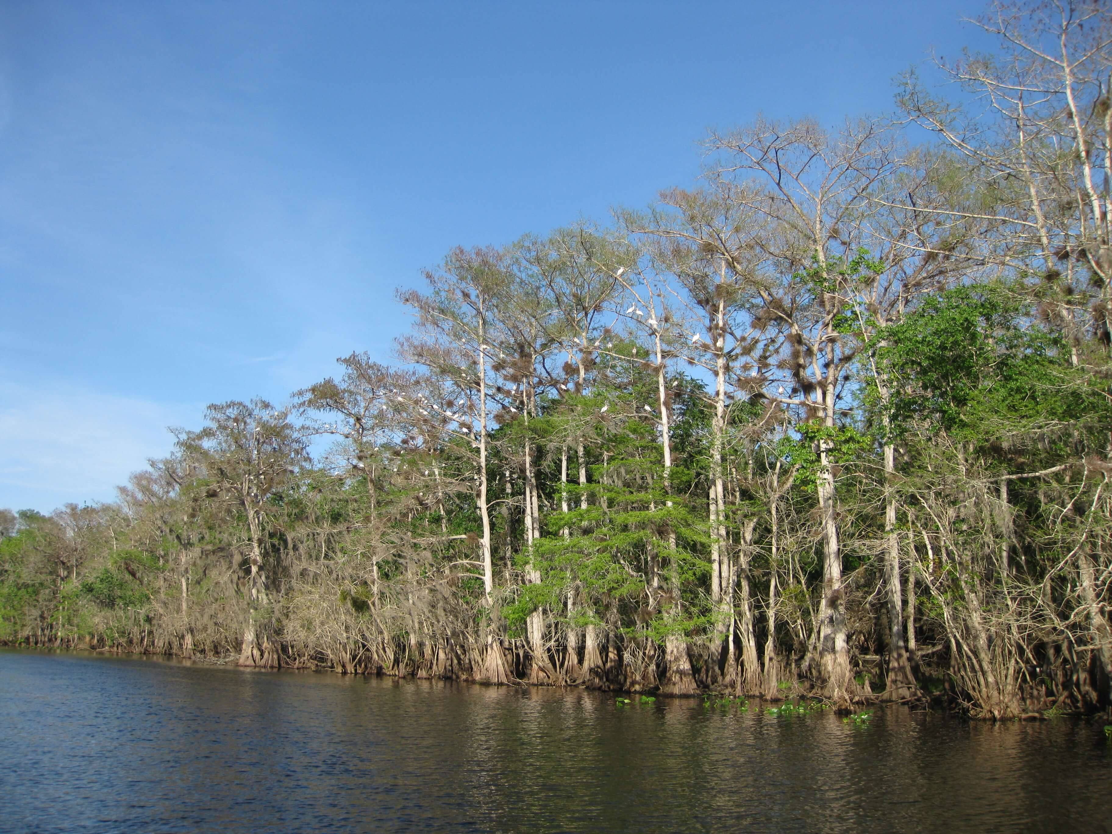 Nice Images Collection: St. Johns River Desktop Wallpapers