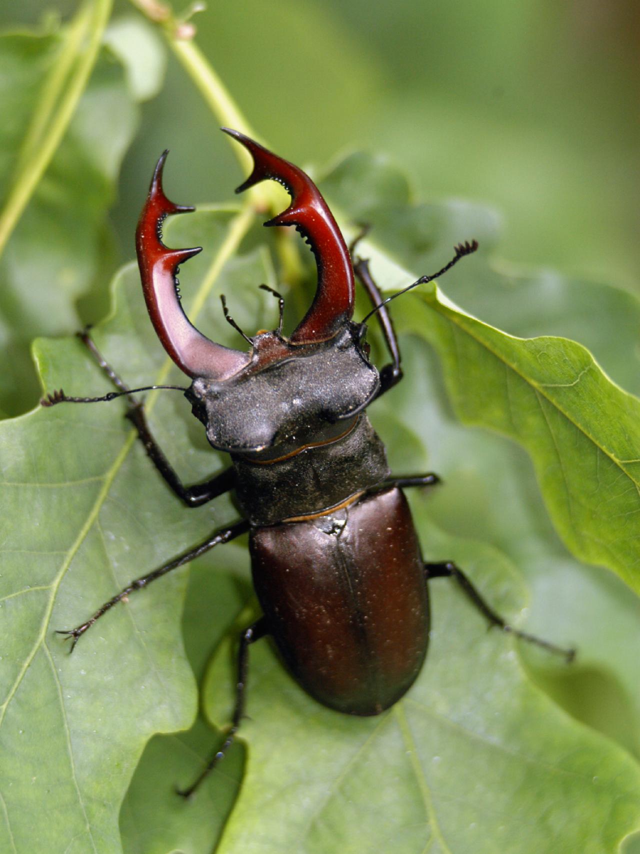 Amazing Stag Beetle Pictures & Backgrounds