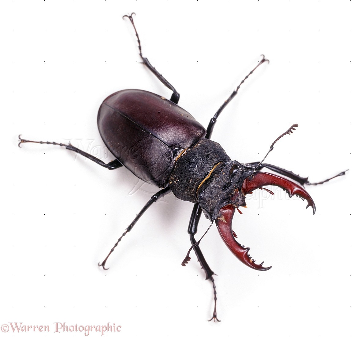 Stag Beetle Backgrounds on Wallpapers Vista