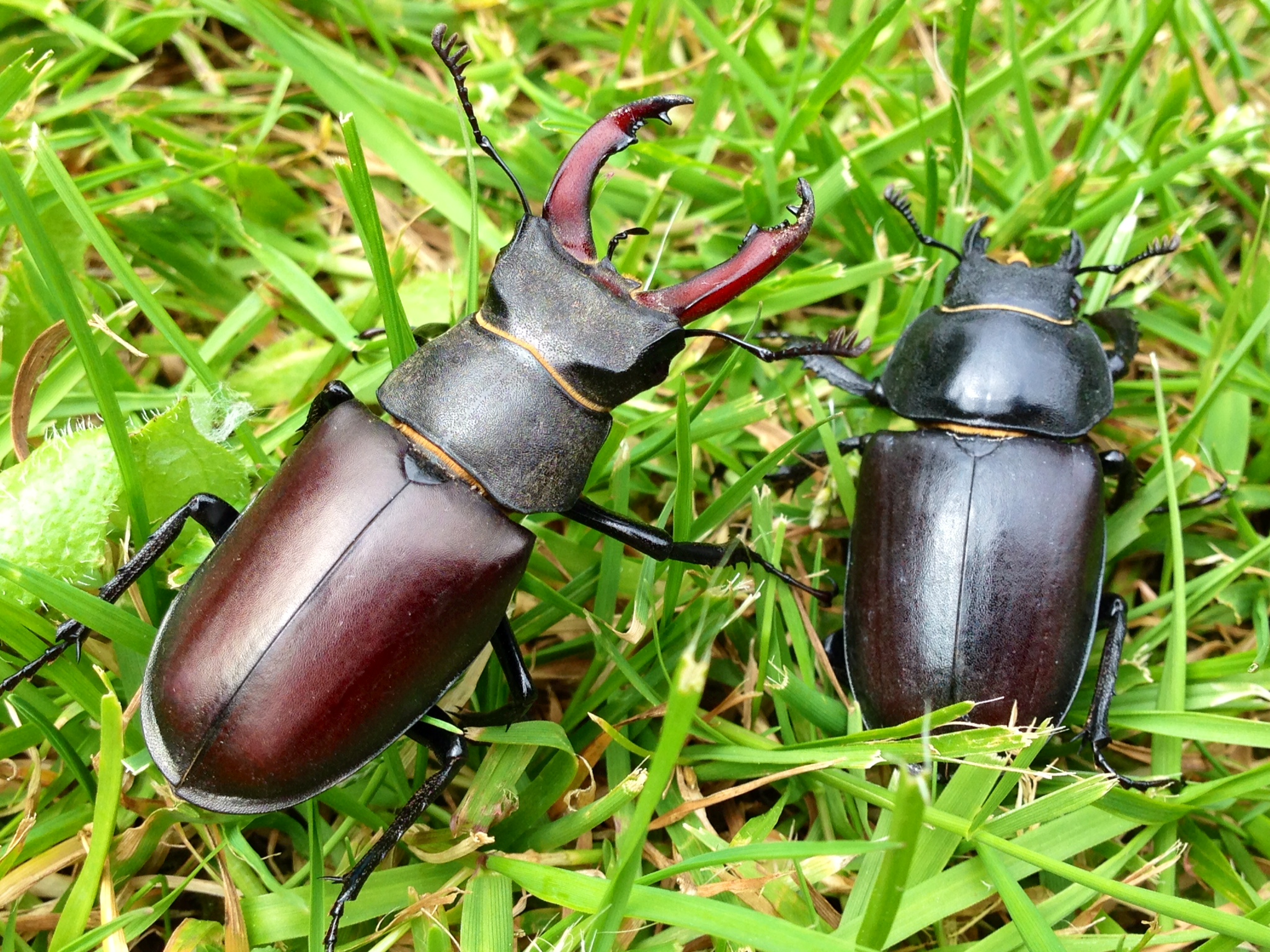Nice Images Collection: Stag Beetle Desktop Wallpapers