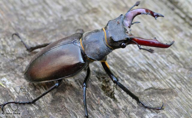 640x395 > Stag Beetle Wallpapers
