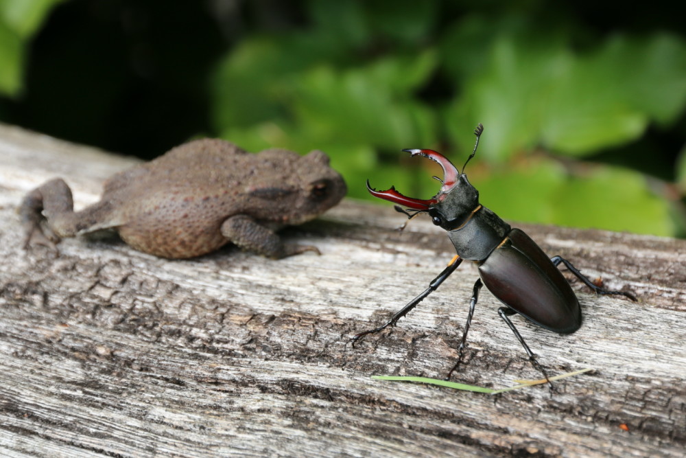 Nice Images Collection: Stag Beetle Desktop Wallpapers