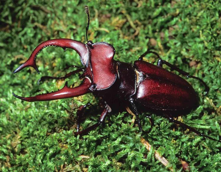HQ Stag Beetle Wallpapers | File 95.66Kb