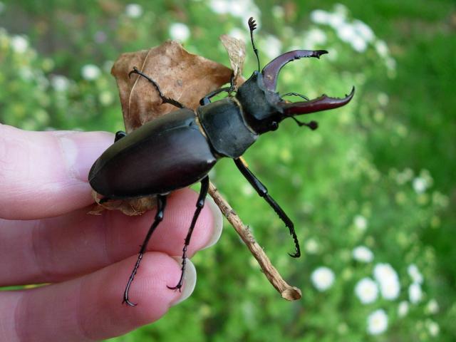 High Resolution Wallpaper | Stag Beetle 640x480 px