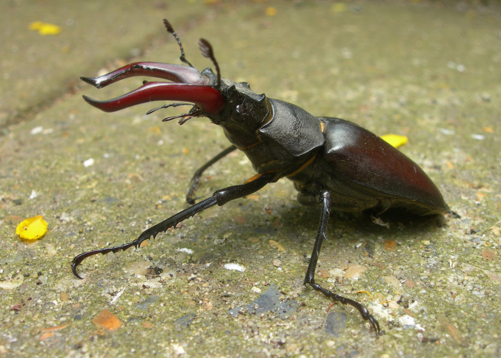 Stag Beetle Pics, Animal Collection
