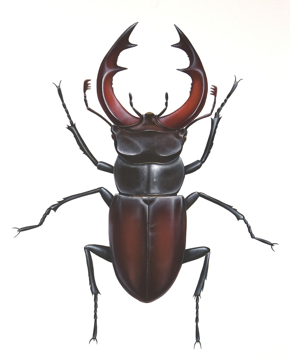 HQ Stag Beetle Wallpapers | File 76.52Kb