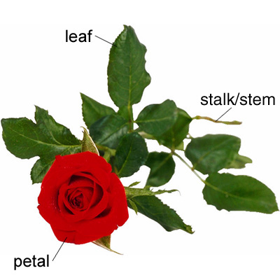 Images of Stalk | 400x400
