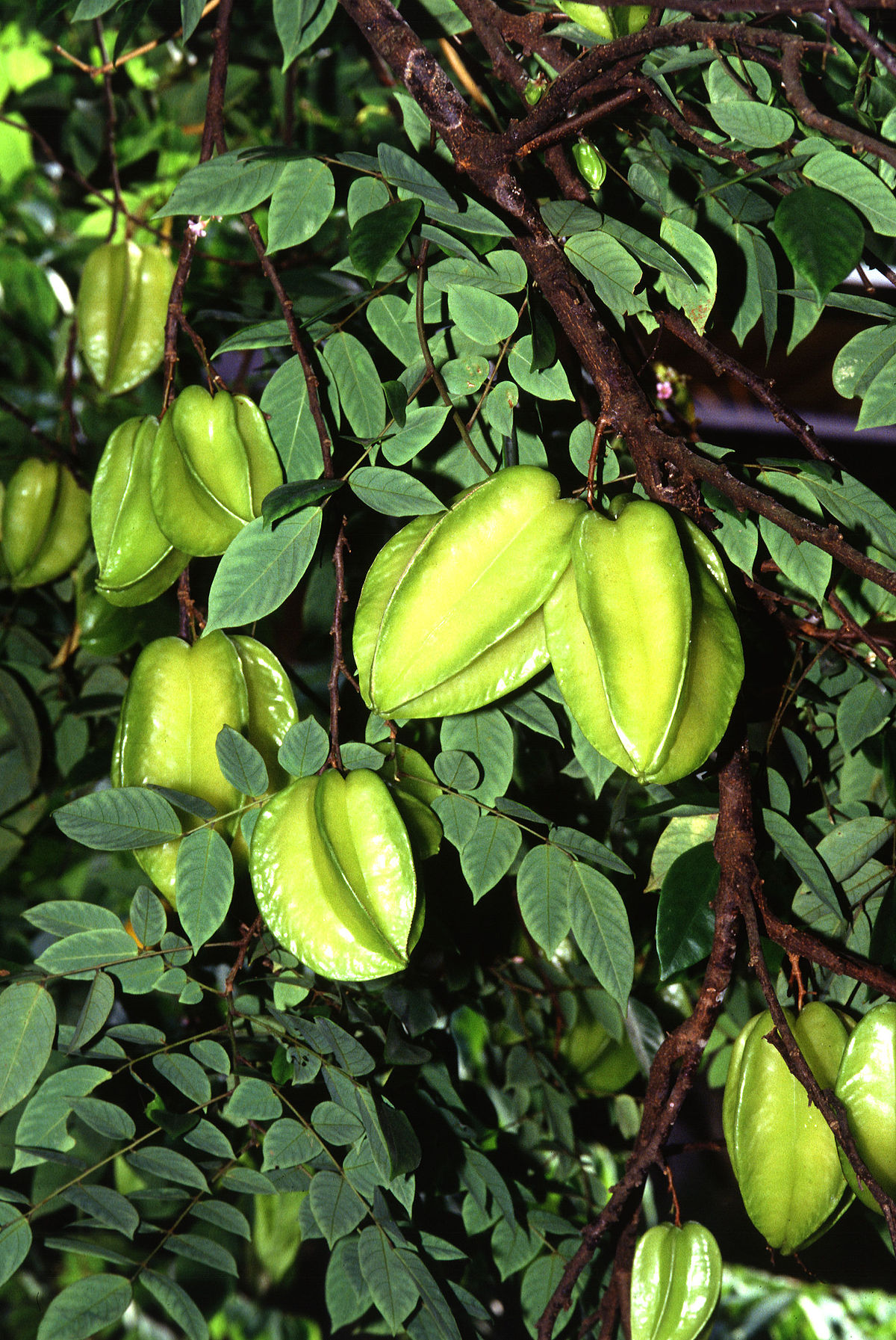 Star Fruit Pics, Food Collection