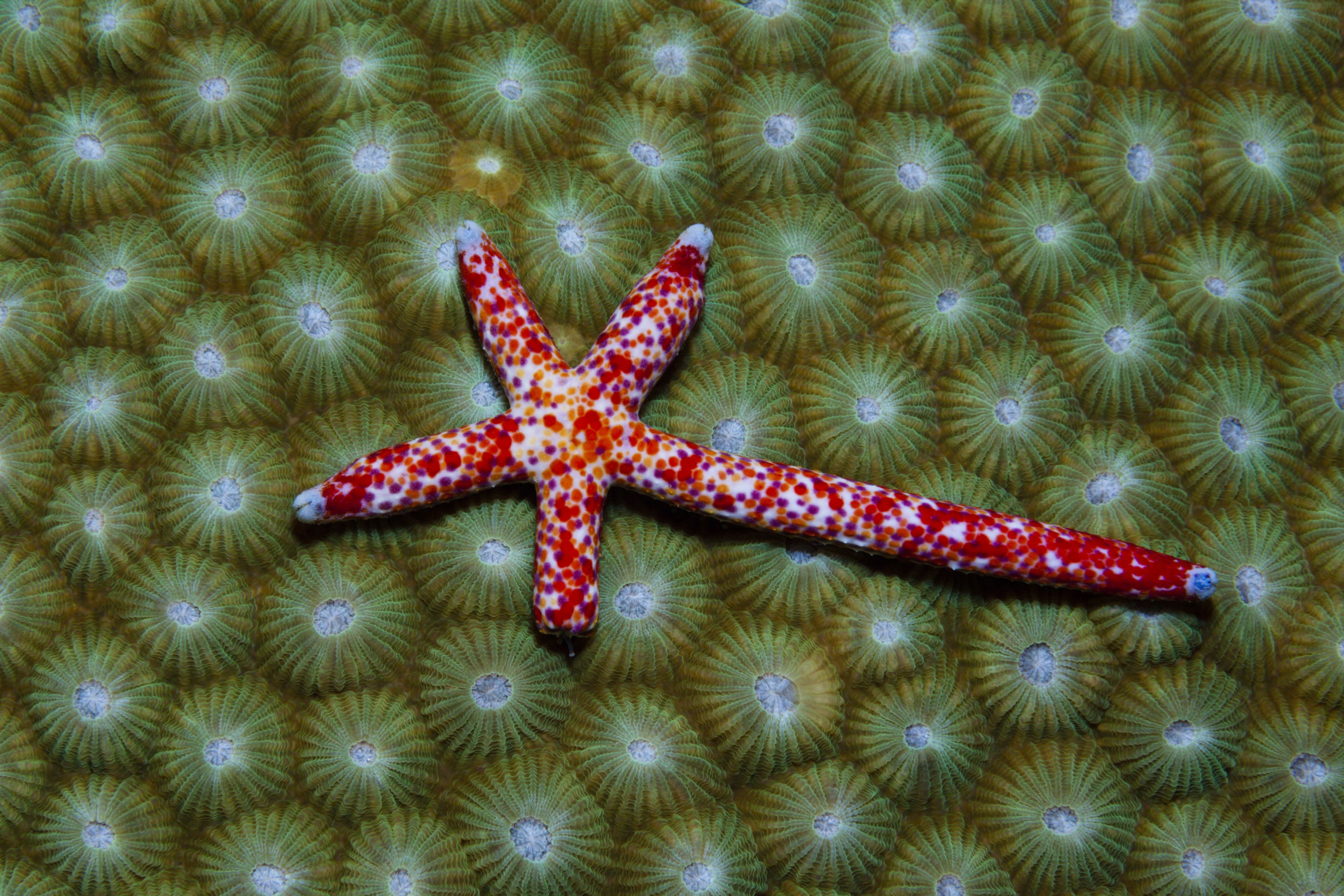 Starfish Backgrounds, Compatible - PC, Mobile, Gadgets| 3869x2579 px
