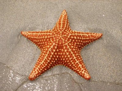 Nice Images Collection: Starfish Desktop Wallpapers