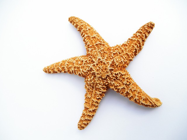Amazing Starfish Pictures & Backgrounds