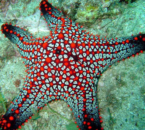 Starfish Backgrounds on Wallpapers Vista