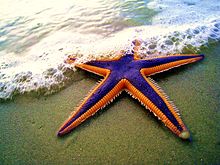 Starfish Pics, Animal Collection