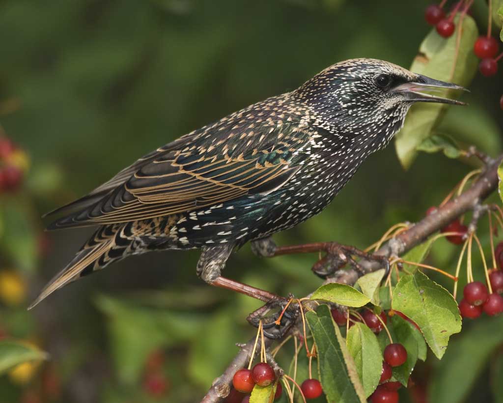 Nice Images Collection: Starling Desktop Wallpapers