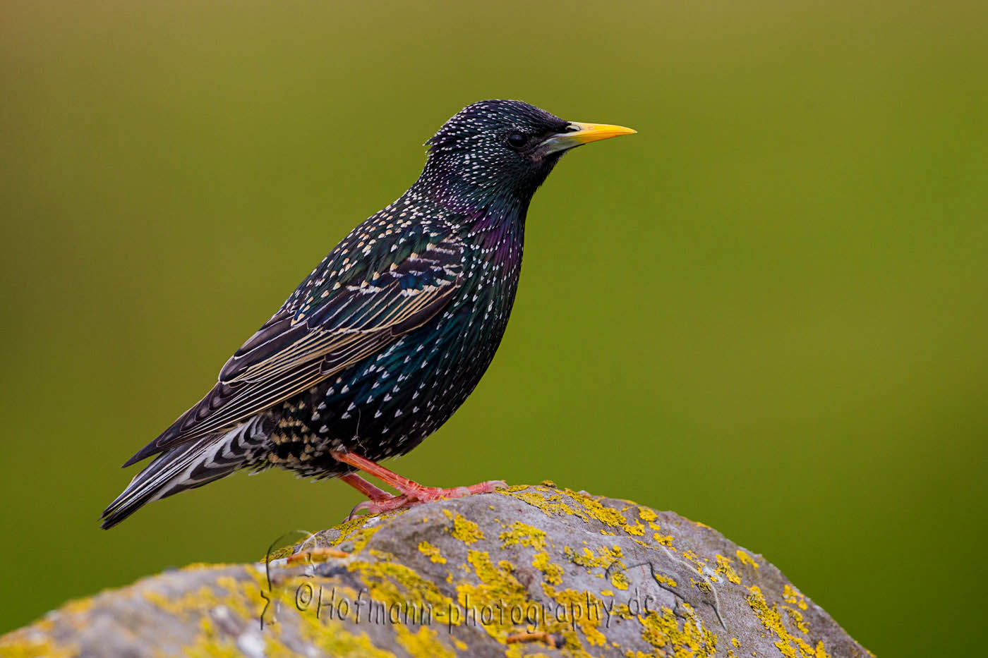 Starling Backgrounds on Wallpapers Vista