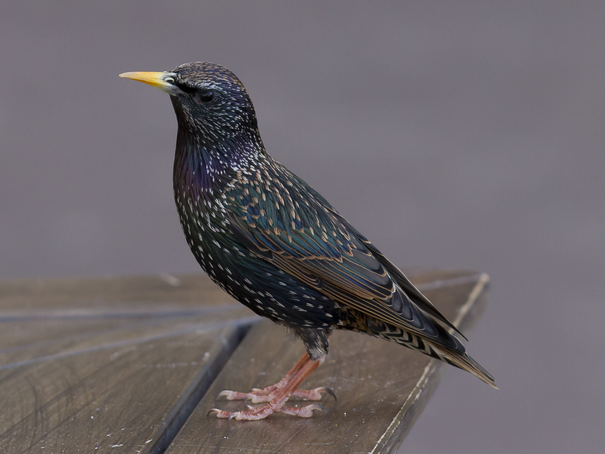 Starling High Quality Background on Wallpapers Vista