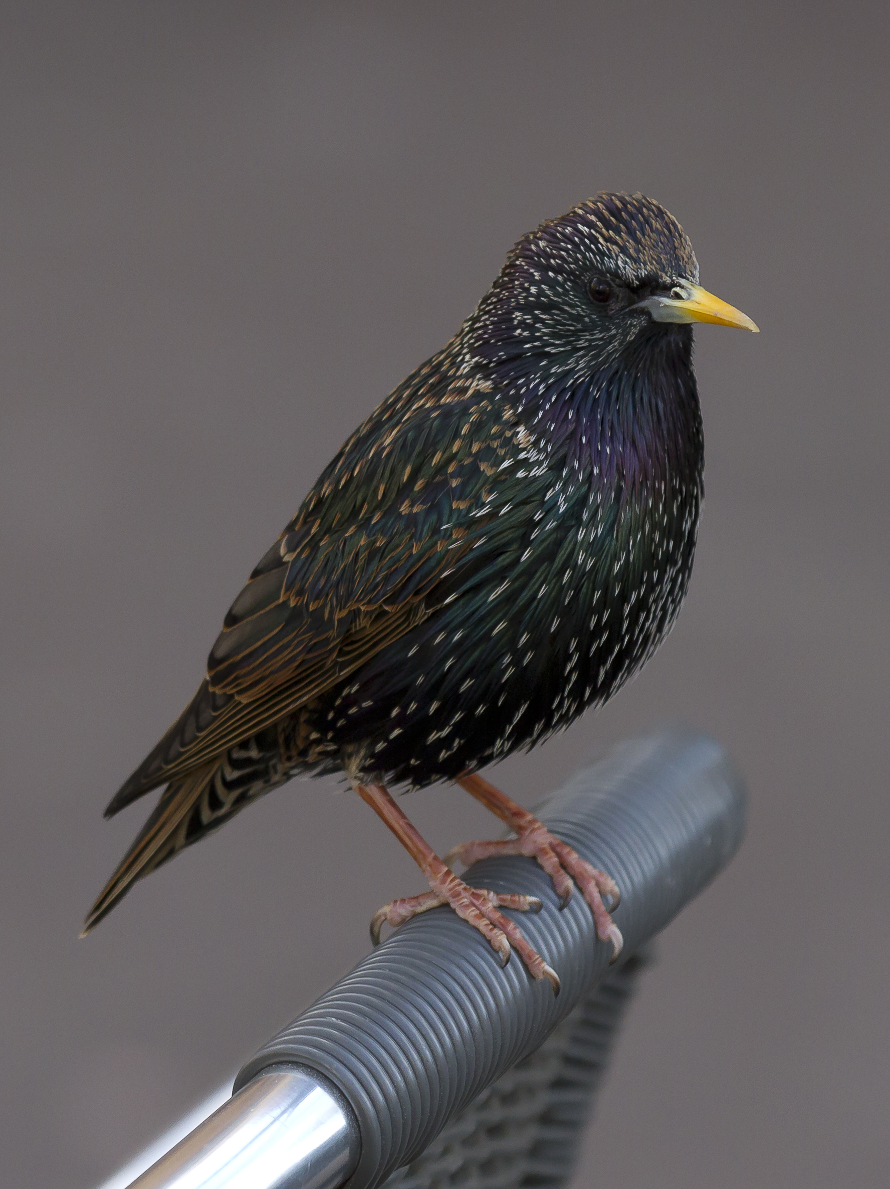 Amazing Starling Pictures & Backgrounds