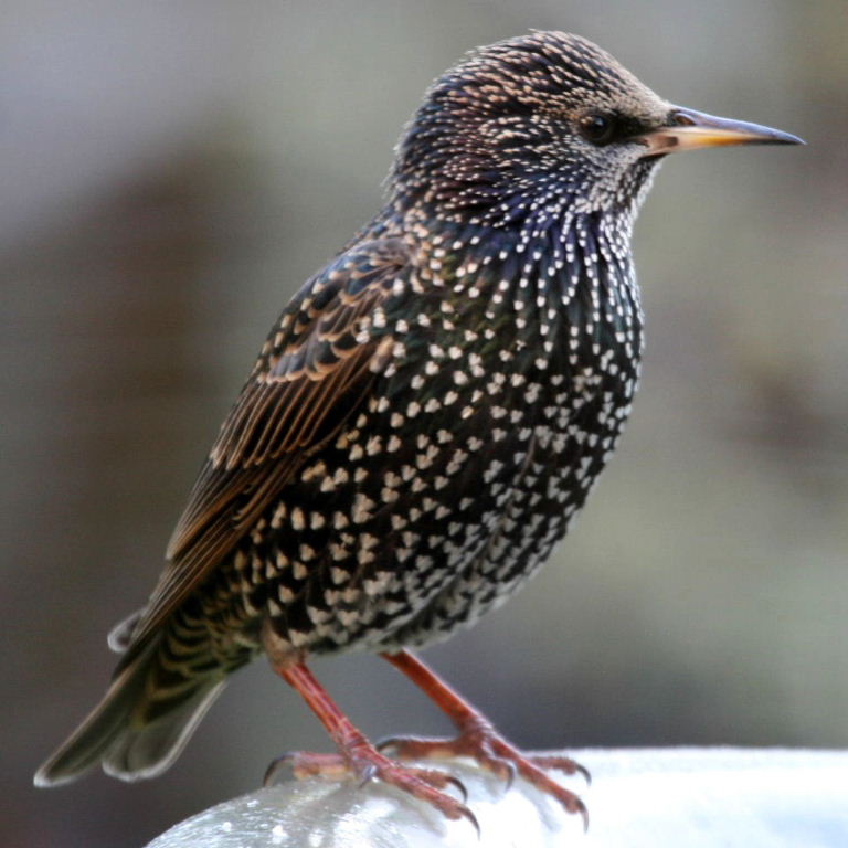 Nice wallpapers Starling 768x768px