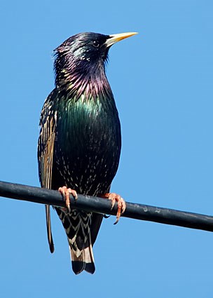 Nice wallpapers Starling 304x425px