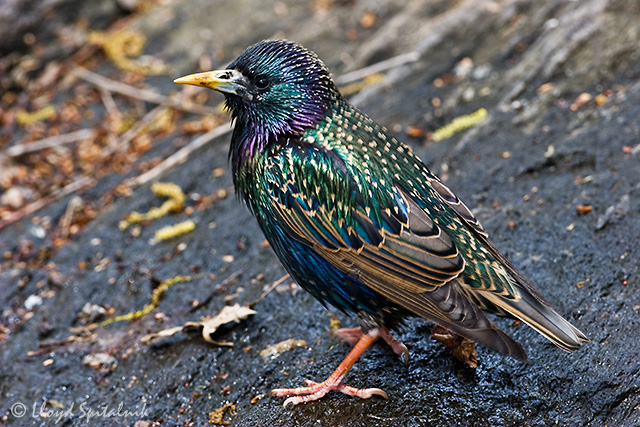 Starling Backgrounds, Compatible - PC, Mobile, Gadgets| 640x427 px