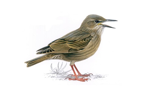 Nice wallpapers Starling 530x298px