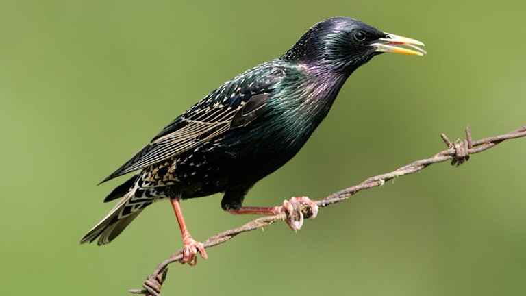 Images of Starling | 768x432