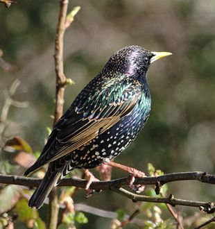 HD Quality Wallpaper | Collection: Animal, 310x330 Starling
