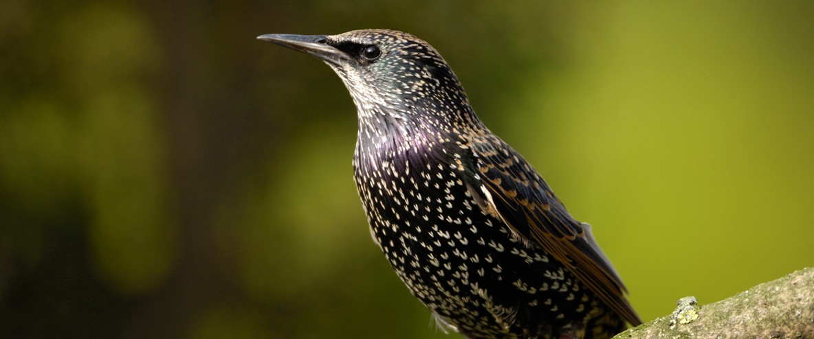 Starling Backgrounds, Compatible - PC, Mobile, Gadgets| 1184x494 px