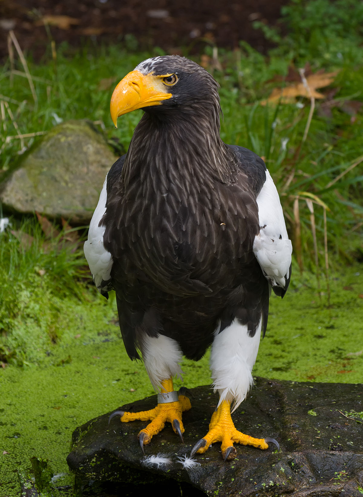 Steller's Sea Eagle Pics, Animal Collection