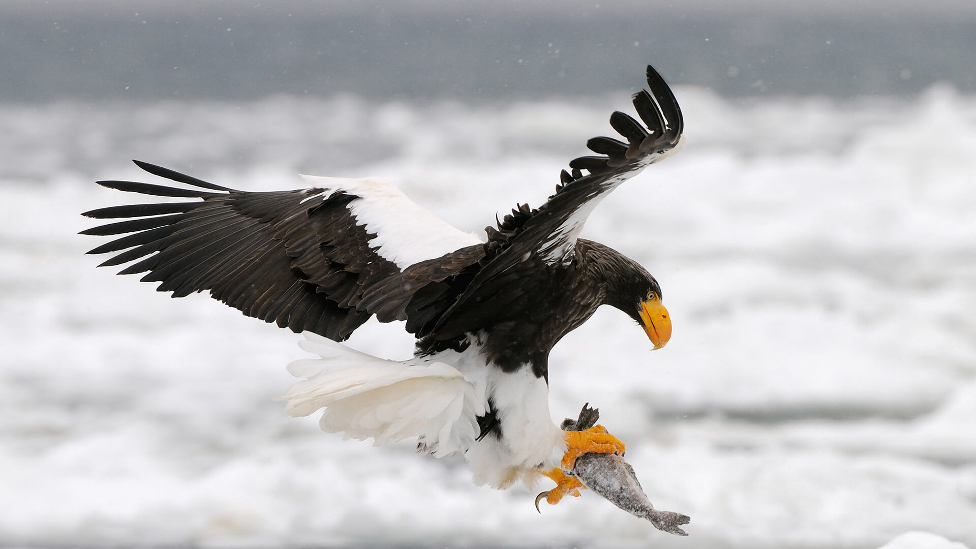 1920x1080 > Steller's Sea Eagle Wallpapers