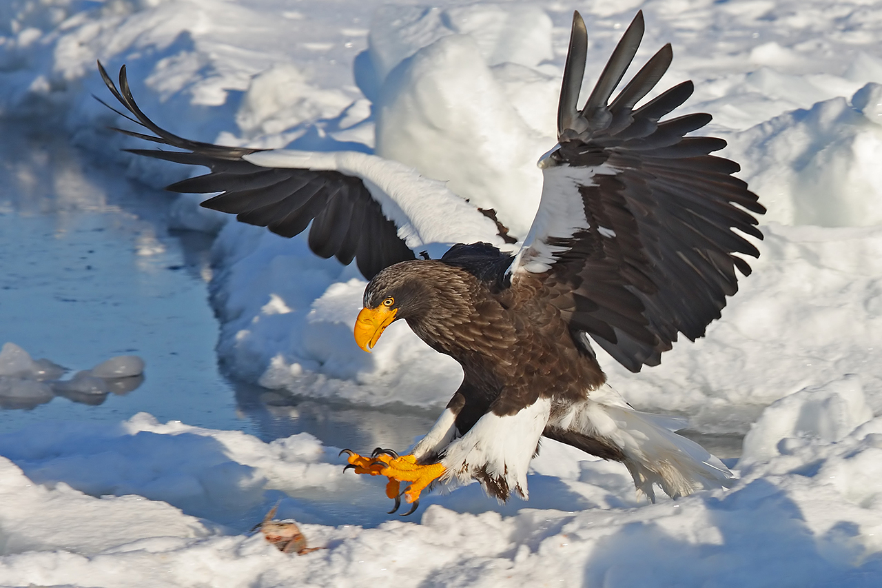 HD Quality Wallpaper | Collection: Animal, 1280x853 Steller's Sea Eagle